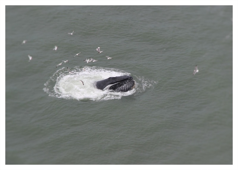 Pictures of humpback whales under the Golden Gate bridge